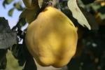 Rich-Quince-IMG_4532