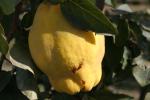 Rich-Quince-IMG_4575
