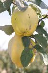 Smyrna-Quince-IMG_4527